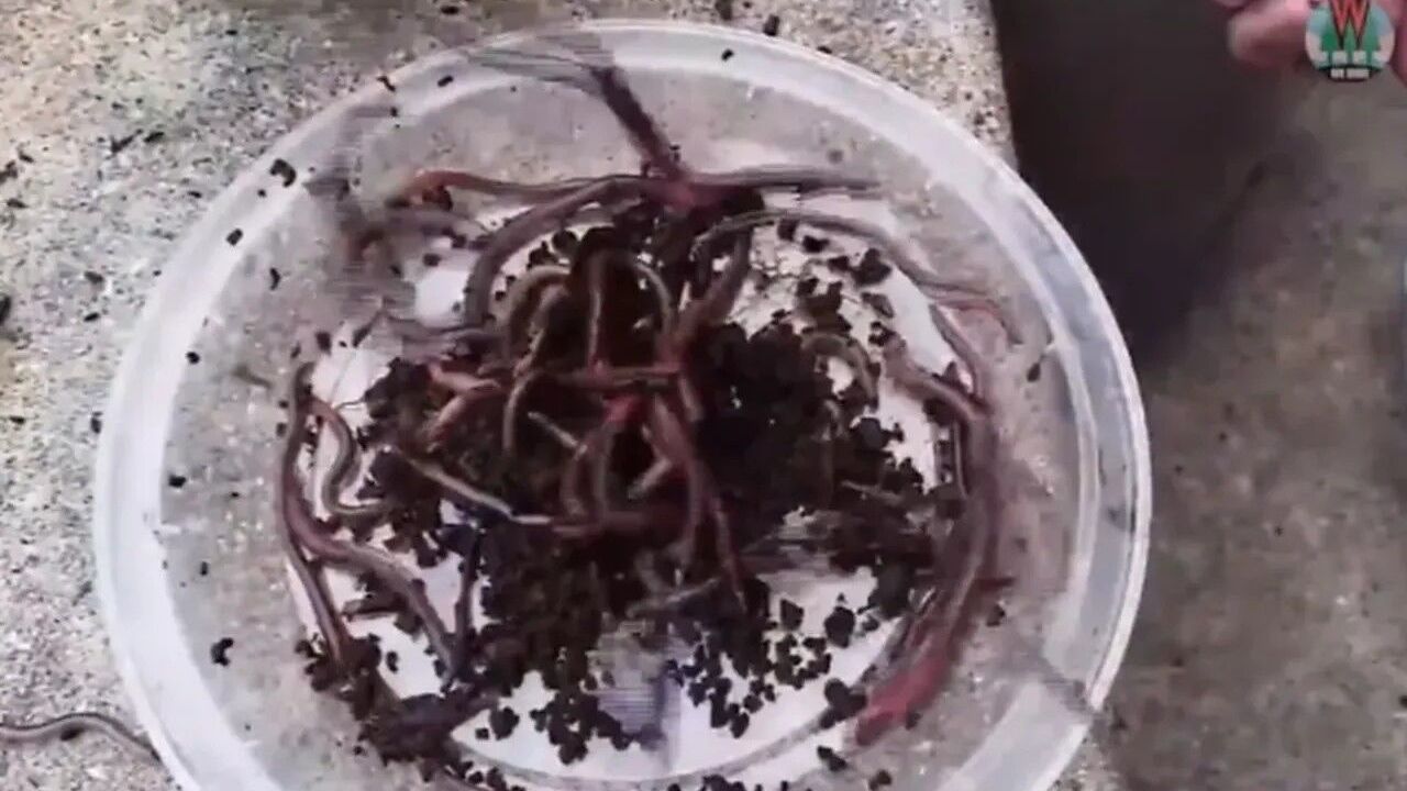 ABD'de Alarm Verdi: İstilacı Türler Yayılıyor!