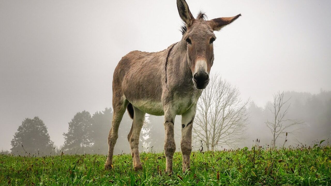 Bu ülkede marketlerde eşek eti satılmaya başlandı