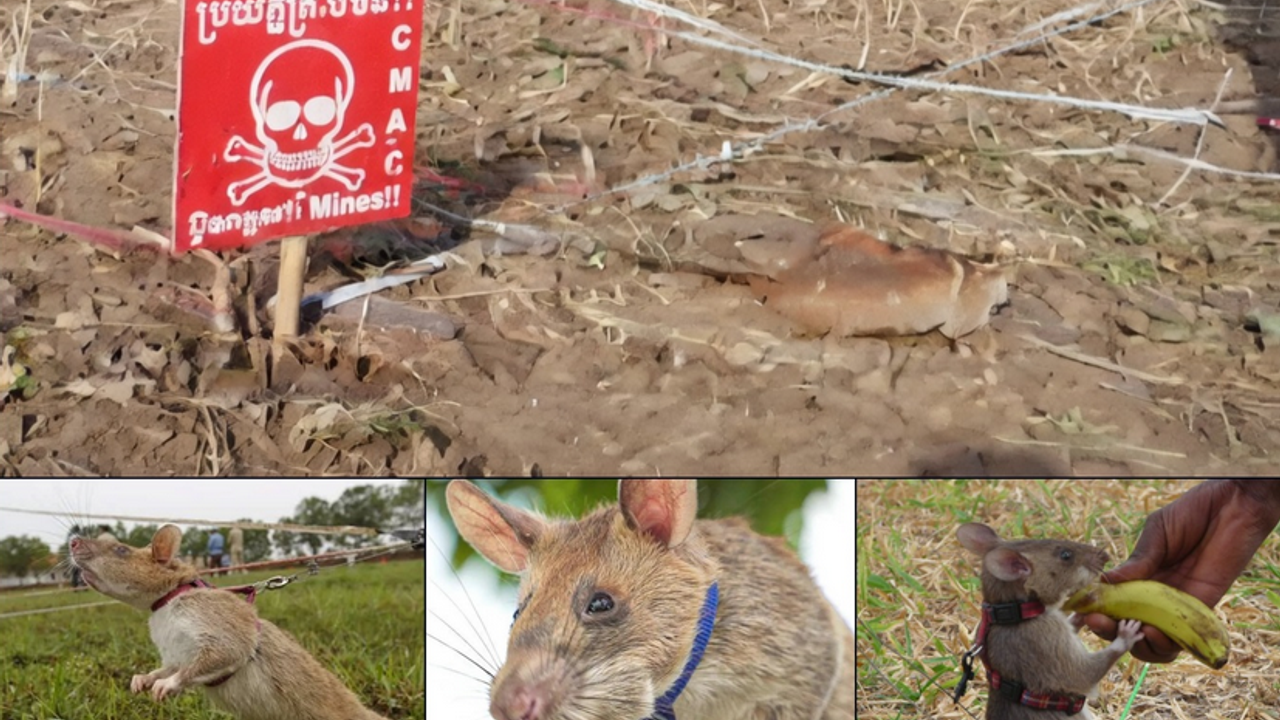 Dikkat çeken yöntem: Patlayıcı tespitinde kullanılıyorlar!