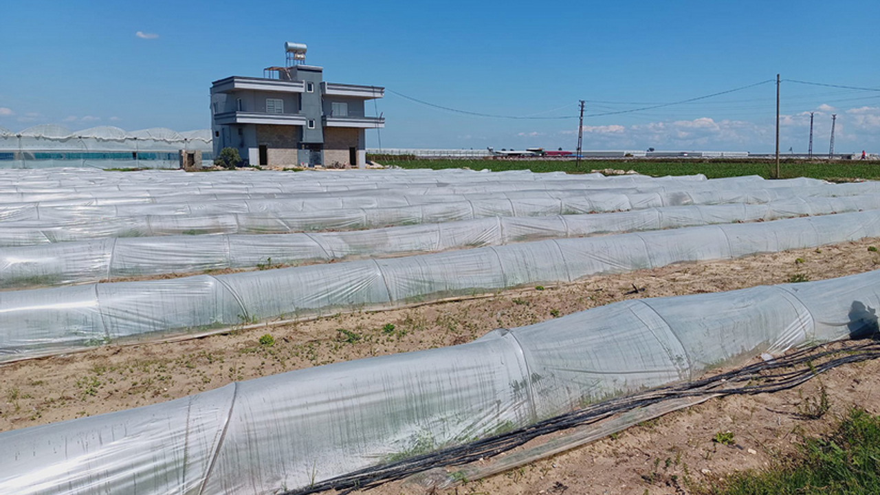 Bakanlıktan tarlada kalan marul iddialarına yalanlama