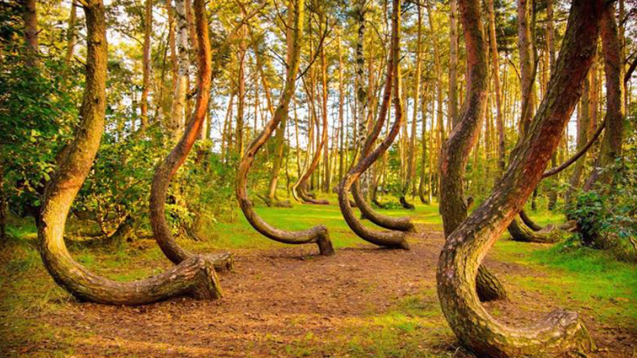 Dalları ve gövdeleri yerden 90 derece bükülüp dönen doğa kurallarını hiçe sayan bir orman