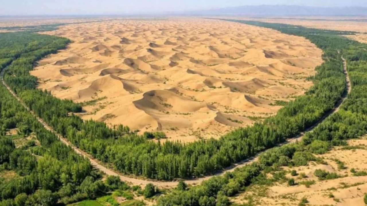 Çölü verimli buğday tarlasına dönüştürdüler ne var ki biçerler yetişemiyor