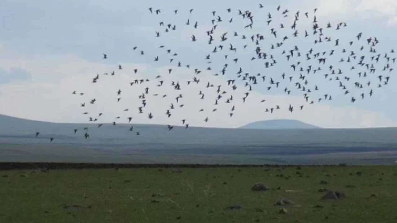 Yaklaşık 2,5 asır sonra bir ilk: Yeniden görüldü