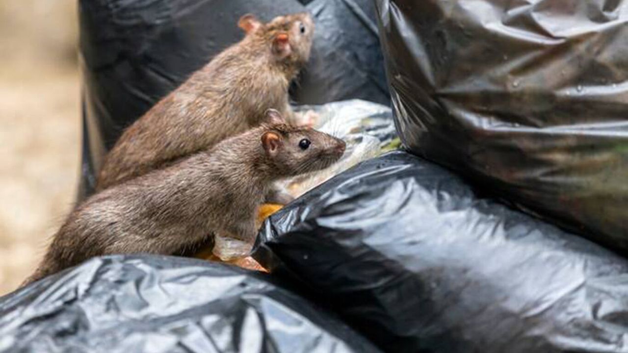 Gazze'de sorunlar giderek çoğalıyor: Kemirgenler artıyor