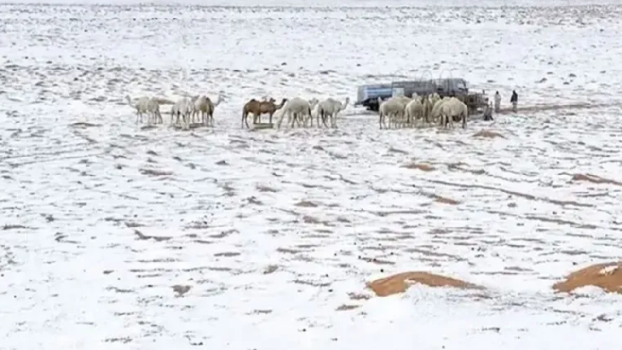 Doğa yine şaşırtıyor: Dengeleri altüst eden fotoğraf