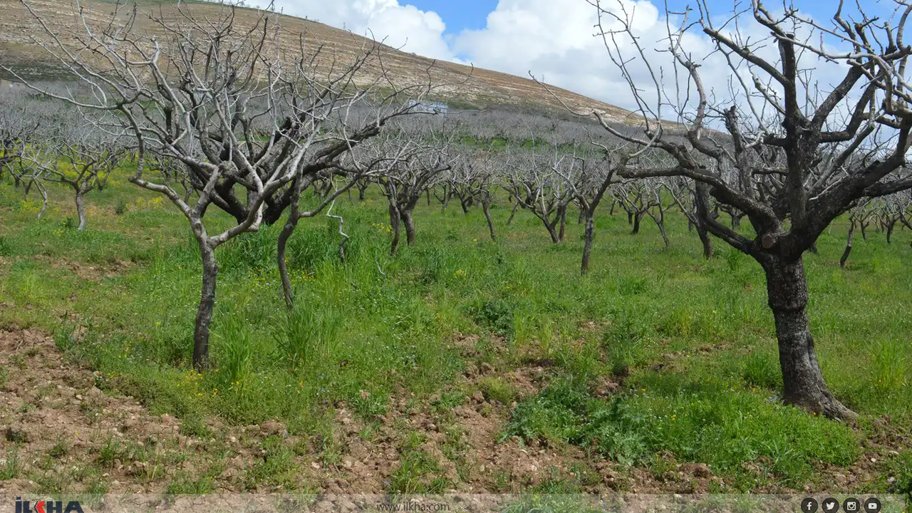 Fıstık Üreticisi Destek Bekliyor: "Zaman Daralıyor"