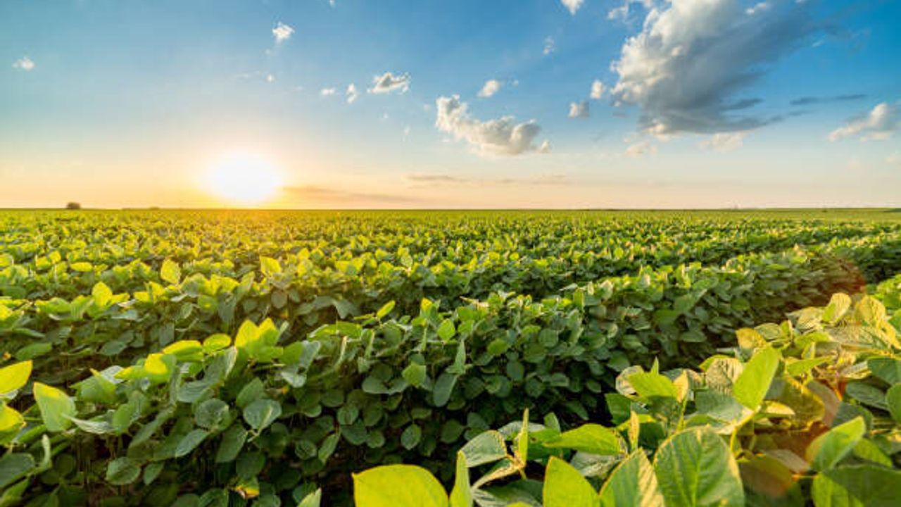 Dünyanın en kaliteli tarım ürünlerinde Türkiye 3 dalda dünya şampiyonu! Yabancılar bu güzel tatlara bayılıyor