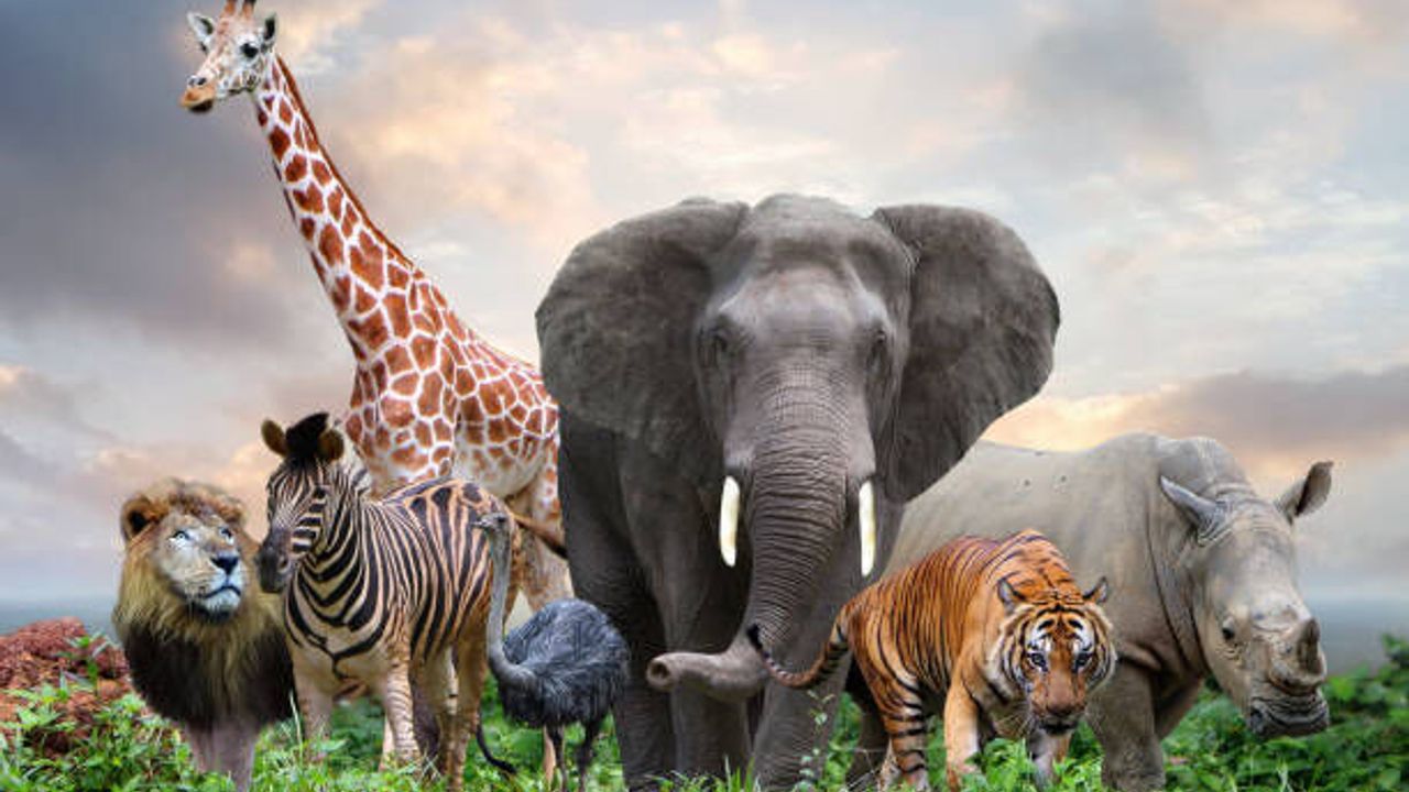 Doğanın en akıllı 10 canlısı duyuruldu! Hem dil hem de alet kullanımı becerileriyle dikkat çekiyorlar