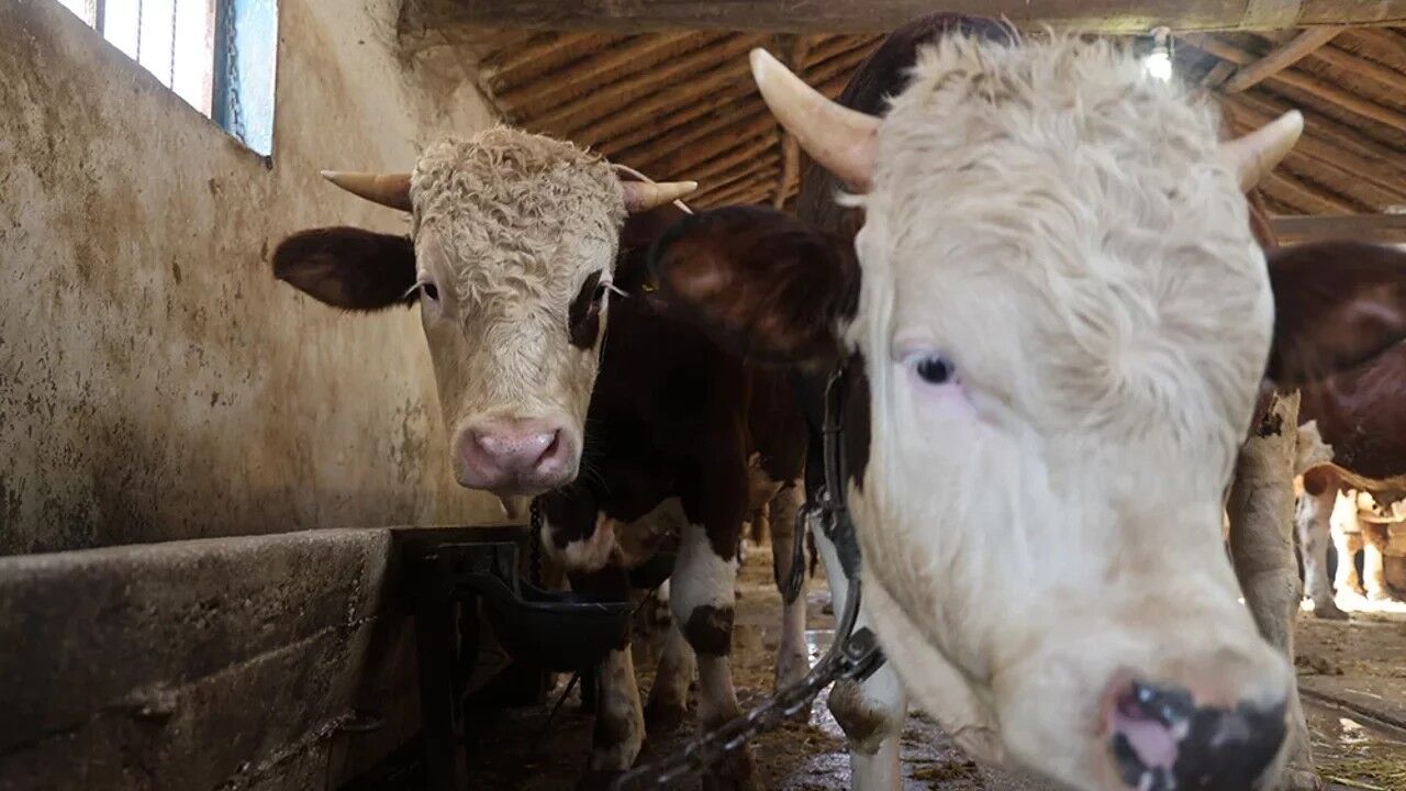 Bakanlıktan vatandaşlara kurbanlık uyarısı!