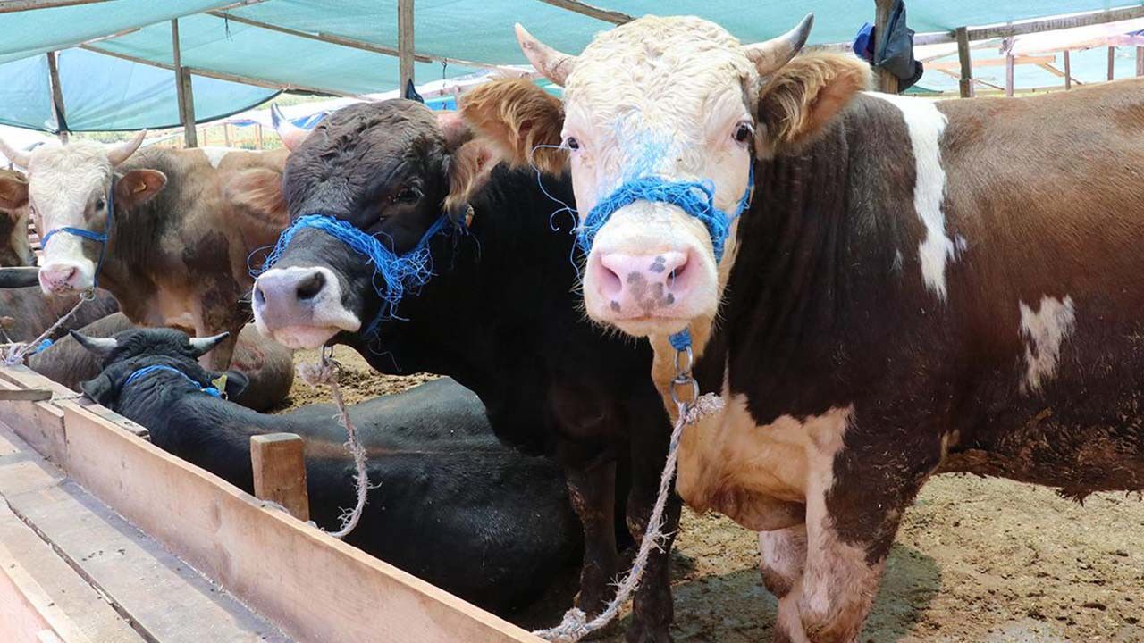 Kurbanlık fiyatları ikiye katlandı