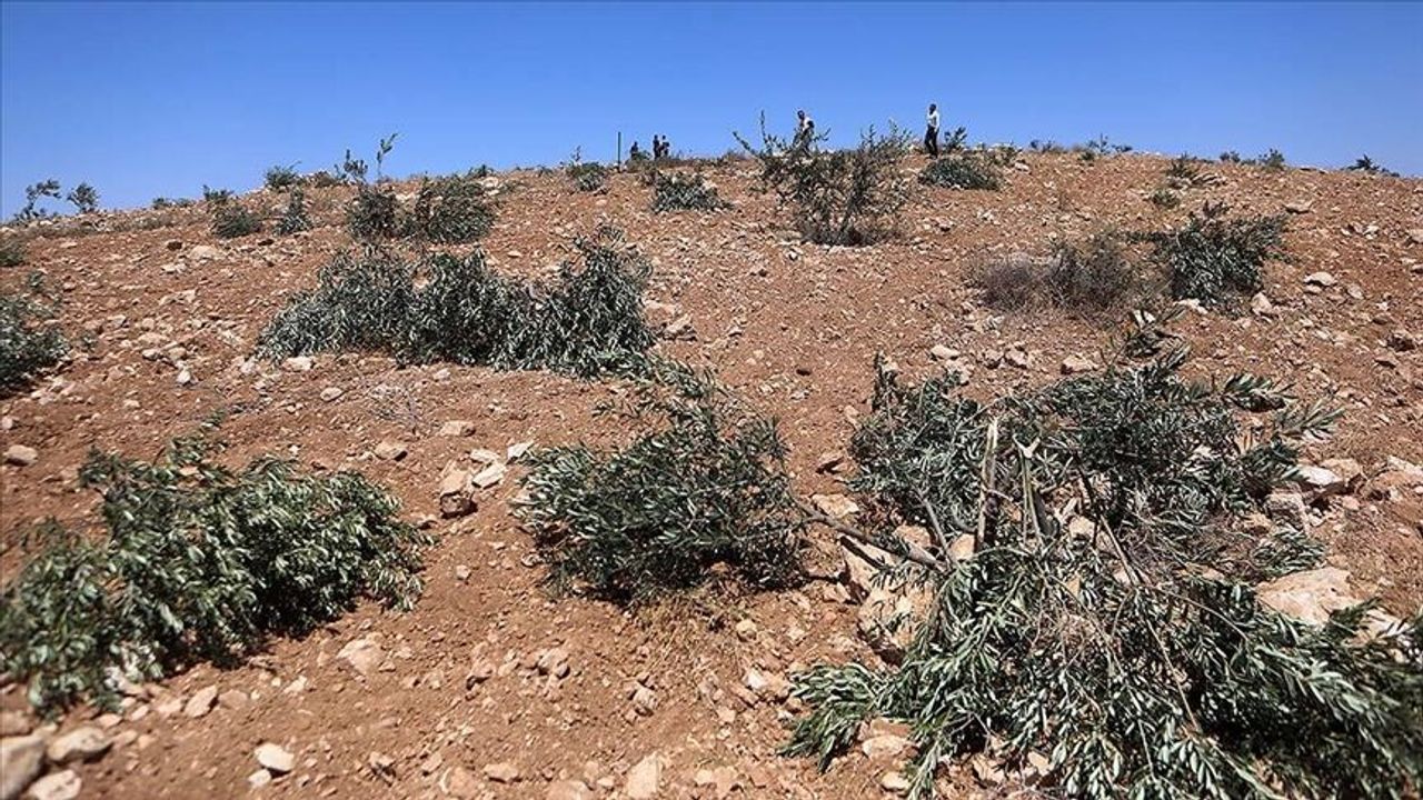 İşgalciler, Batı Şeria'da zeytin ağaçlarını söktü, Filistinli çobanlara saldırdı