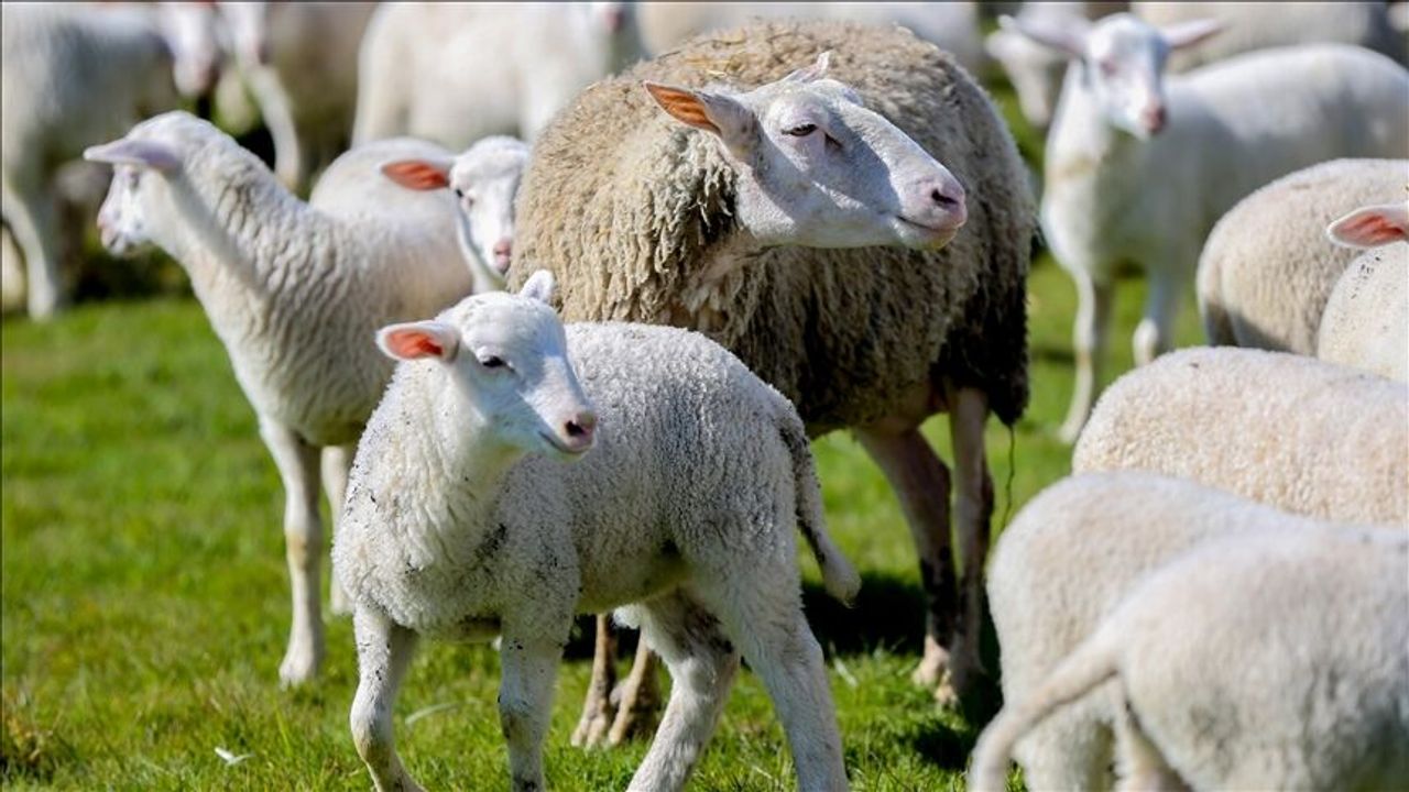 "Kırsalda Bereket Küçükbaşa Destek" projesine başvurular başladı