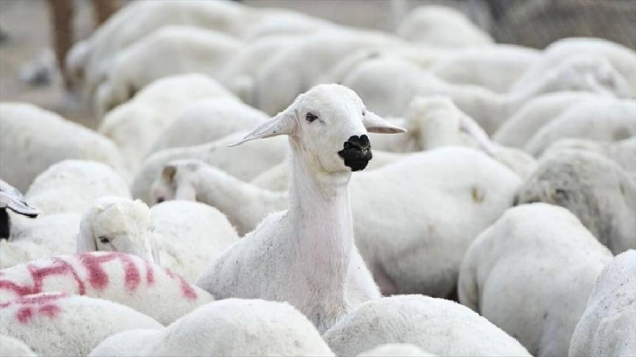 TİGEM, yüzlerce reforme küçükbaş hayvan satacak