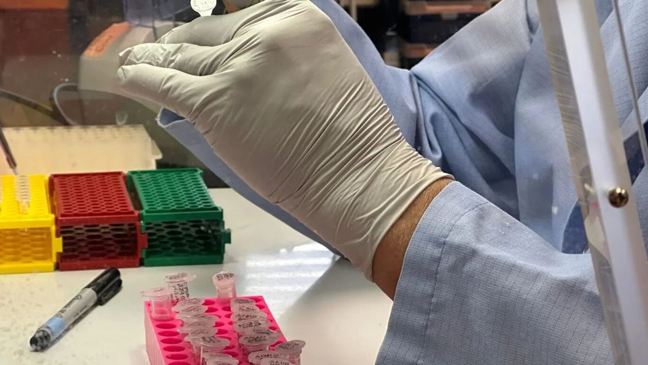 Endonezya'da 2 kişide hantavirüs vakası bildirildi'