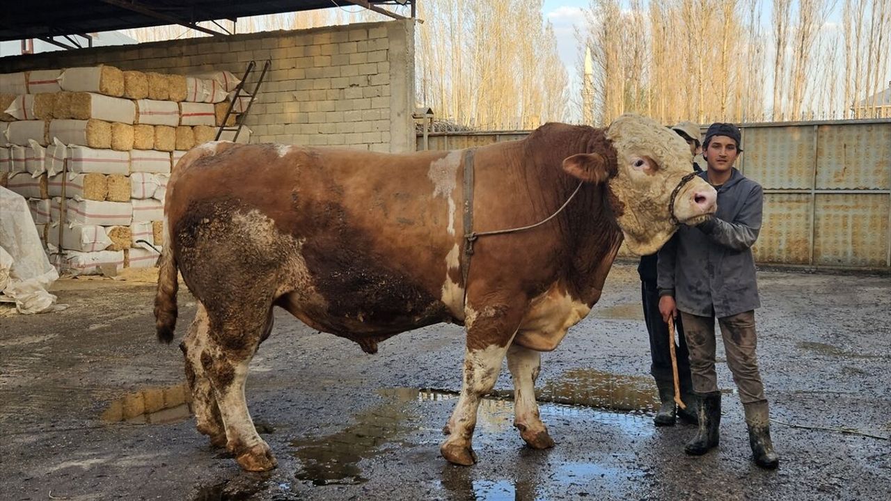 1 ton 190 kilogramlık kurbanlık boğa bakın ne kadara satıldı