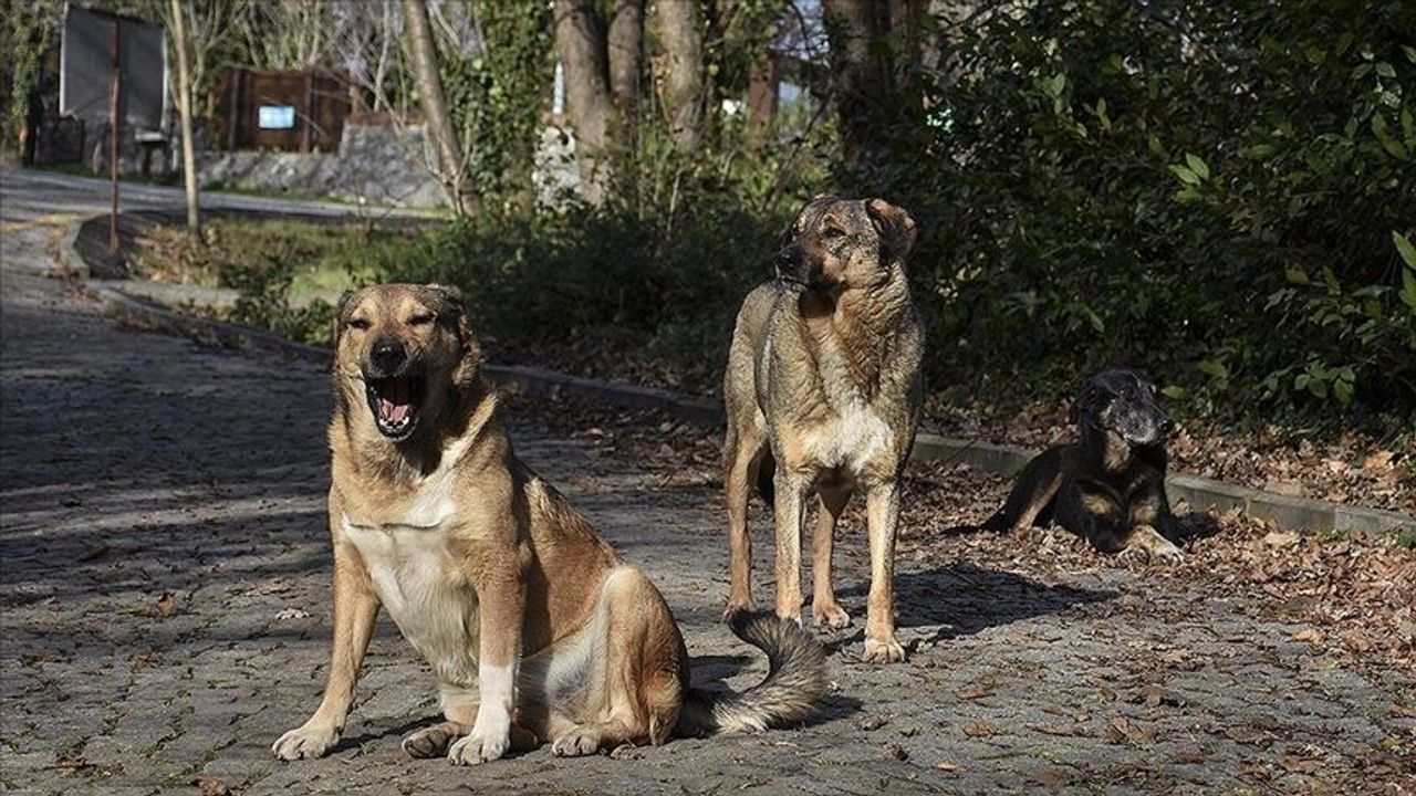 İstanbul Valisi Davut Gül: Sokaklarda sahipsiz tek bir köpek bulunmayacaktır!