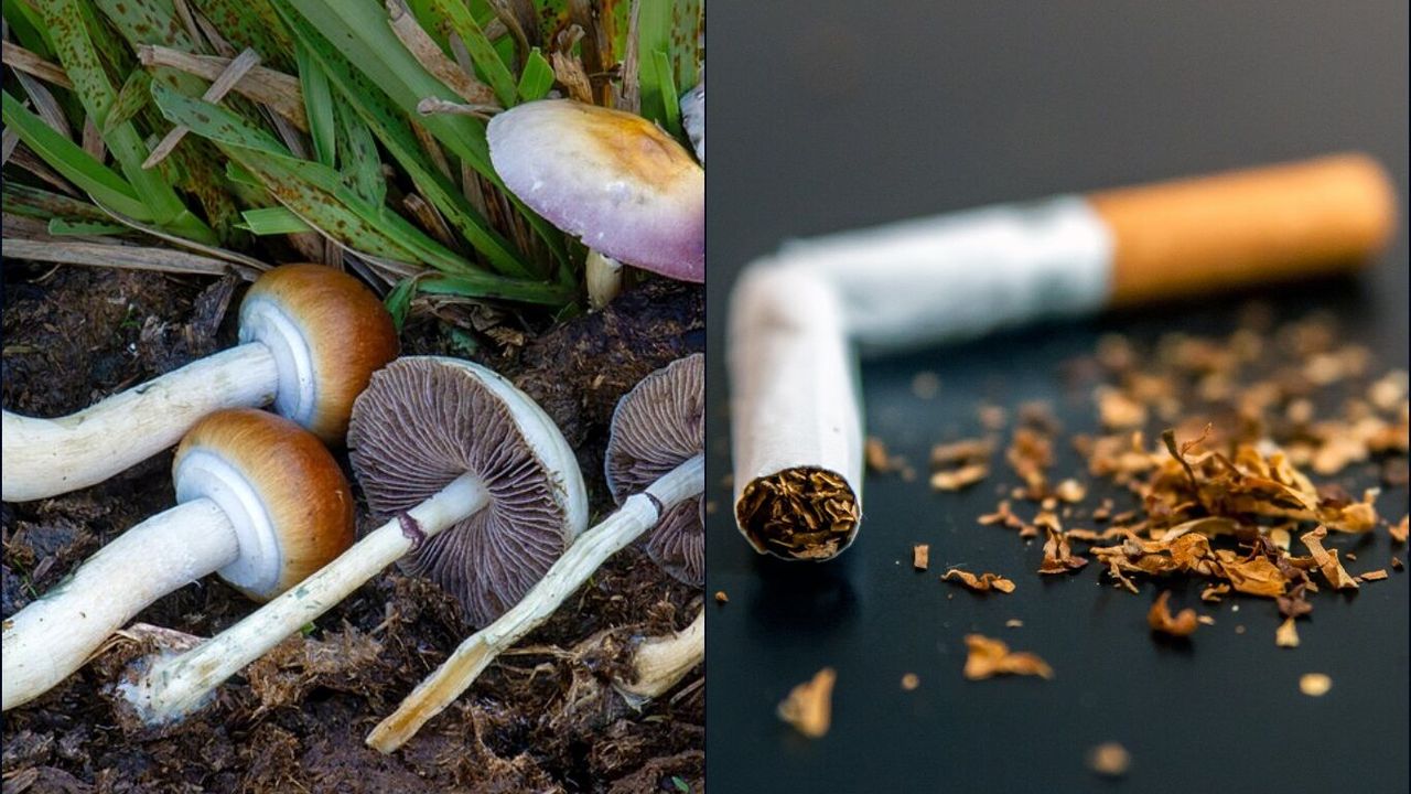 "Sihirli mantar" deneyi!