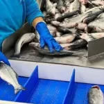 Türkiye, su ürünleri ihracatında rekor kırdı