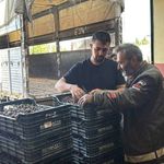 Afyonkarahisar'da vişne bereketi! Fabrikalar kuyruğa girdi