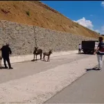 Başıboş bırakılan hayvanların sahiplerine ceza
