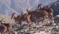 Bu kareler Türkiye'den! Kurtlar dağ keçilerini böyle avladı