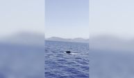 Görenler gözlerine inanamadı! Fethiye'de dev balina