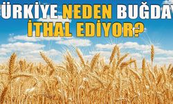 Türkiye neden buğday ithal ediyor?
