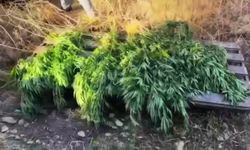 Urfa'da uyuşturucu operasyonu