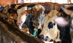 Kurbanlıklarda yapılan hile açıklandı: Anlayanlar hemen kontrol etsin