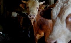 Doğu Anadolu'dan 80 bin kurbanlık sevk edildi!