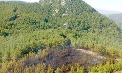 Orman yangınlarının "elektrik kaynaklı" olduğu iddialarına DMM'den açıklama