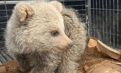 Çobanların bulduğu ayı yavrusu koruma altına alındı