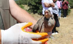 Keklik Bu kez Av Değil, Avcı: Kenelere Karşı Doğaya Salındı
