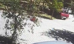 Bir başıboş köpek vakası daha!