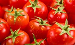 Ölümcül domates alarmı: Toplatılıyor
