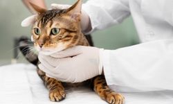 Kedilerin İştahı Nasıl Artırılır? – 5 Etkili Yöntem