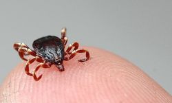 KKKA hastalığı şüphesiyle tedavi gören kişi hayatını kaybetti