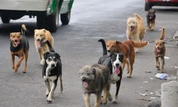 Bütün sokak köpeklerini topluyorlar: Karşı çıkan cezalandırılacak