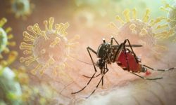 İngiltere'de chikungunya virüsü vakalarında artış