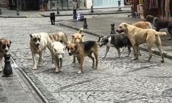 Sokak köpeklerin saldırdığı 13 yaşındaki çocuk yaralandı