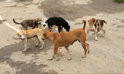 Hindistan'da köpek krizi: Barınak talimatı verildi!