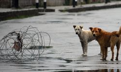 Hindistan'ın başkentinde tüm sahipsiz köpekler toplatılacak!