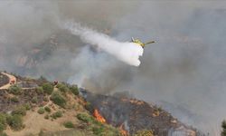 Cezayir'in 7 Şehirde orman yangınlarıyla mücadele sürüyor