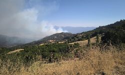 Denizli'de orman yangını