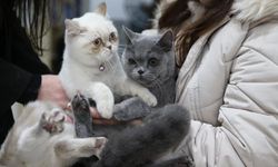 "Kedi ve köpek sahibi olmak stresle başa çıkmak yerine olumsuz duyguları artırabiliyor"