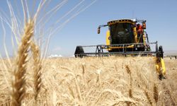 Güneydoğu Anadolu'nun hububat ihracatı belli oldu