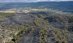 Kastamonu orman yangınlarında 2.736 hektar alan zarar gördü