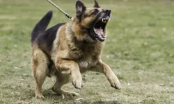 Bu kez sahipli köpek saldırdı: 2 yaşındaki çocuğa 22 dikiş atıldı!