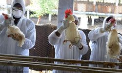 Avrupa ülkesinde kuş gribi! 2 milyonu aşkın hayvan itlafı!