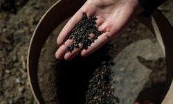 Höyükte yapılan kazılarda 5 bin yıllık arpa taneleri bulundu